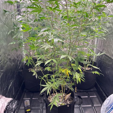 Apple Fritters growlog timeline photo