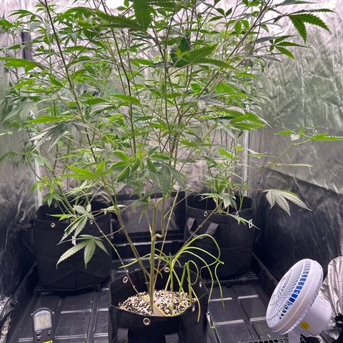 Apple Fritters growlog timeline photo