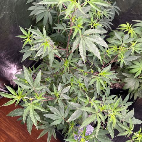 Apple Fritters growlog timeline photo
