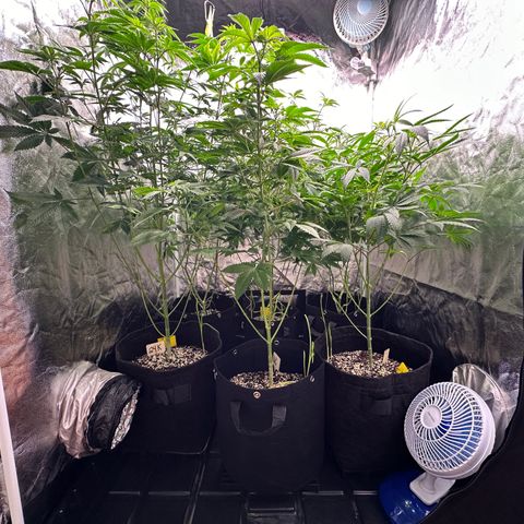 Apple Fritters growlog timeline photo