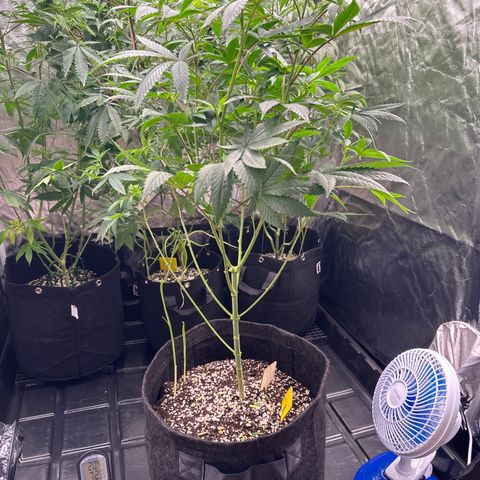 Strick Gorilla 4# growlog timeline photo