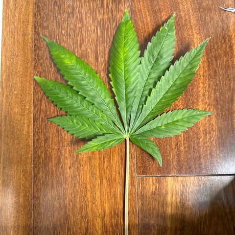 Strick Gorilla 4# growlog timeline photo