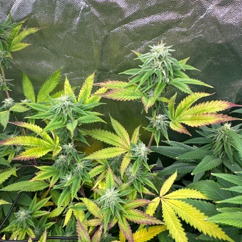 Apple Fritters growlog timeline photo