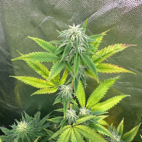 Apple Fritters growlog timeline photo