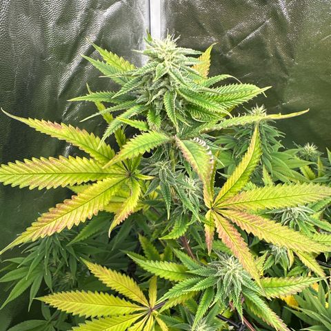 Apple Fritters growlog timeline photo