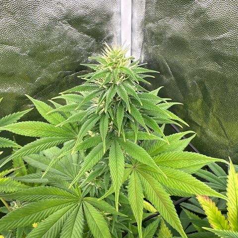 Genética X-1 growlog timeline photo
