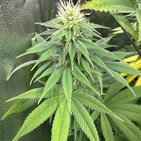 Genética X-1 growlog timeline photo