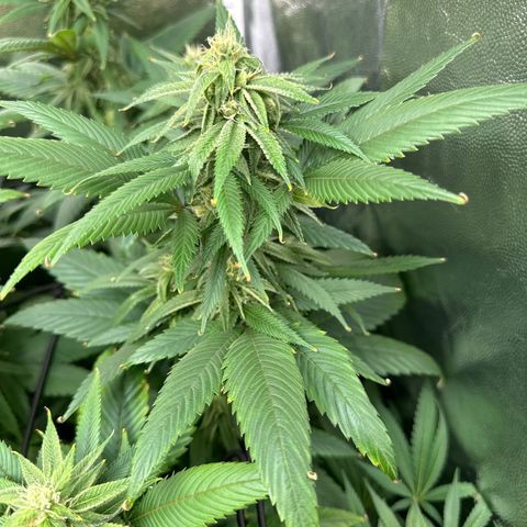 Genética X-2 growlog timeline photo