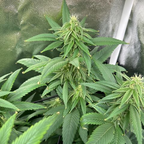 Genética X-2 growlog timeline photo