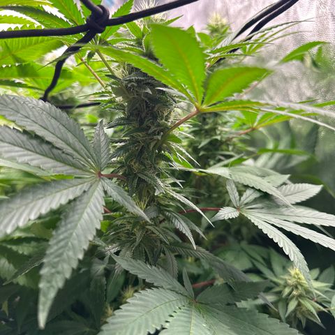 Strick Gorilla 4# growlog timeline photo