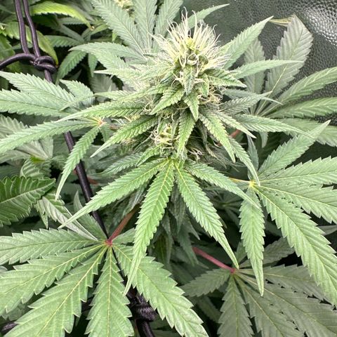 Strick Gorilla 4# growlog timeline photo