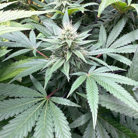 Strick Gorilla 4# growlog timeline photo