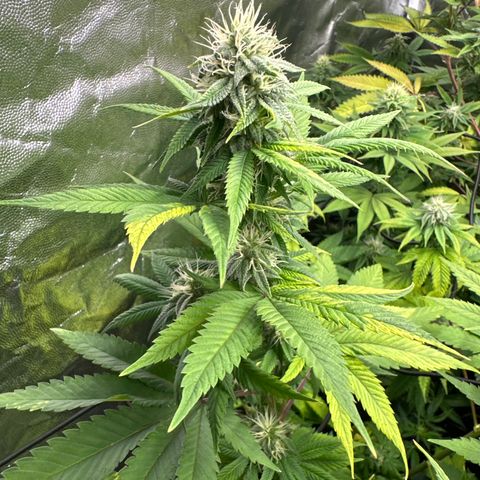 24k GOLD growlog timeline photo