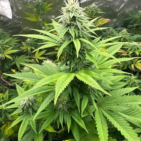 24k GOLD growlog timeline photo