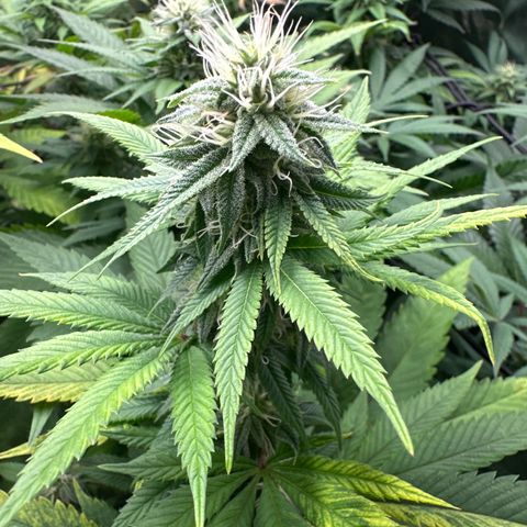 Violet Wedding Cake growlog timeline photo