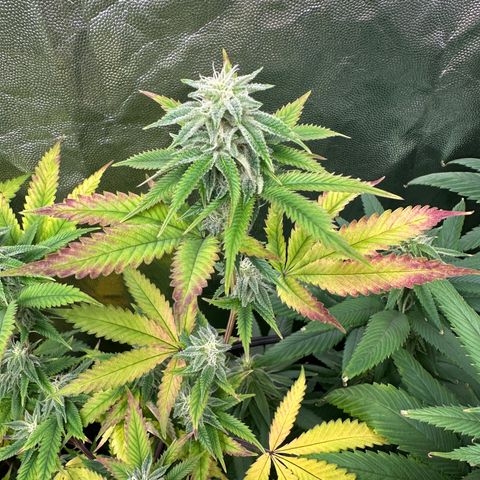 Apple Fritters growlog timeline photo
