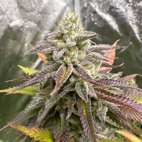 Apple Fritters growlog timeline photo
