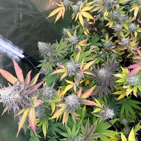 Apple Fritters growlog timeline photo