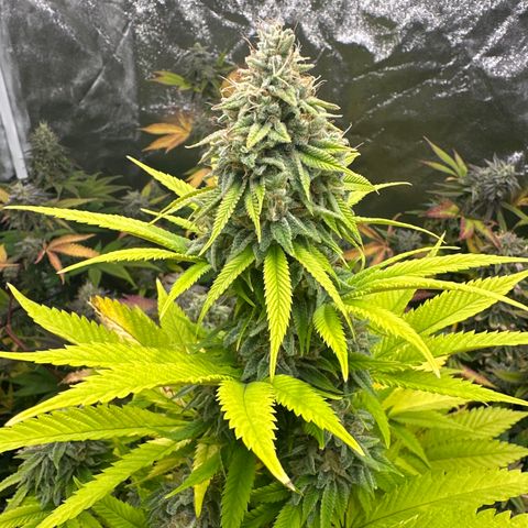 24k GOLD growlog timeline photo