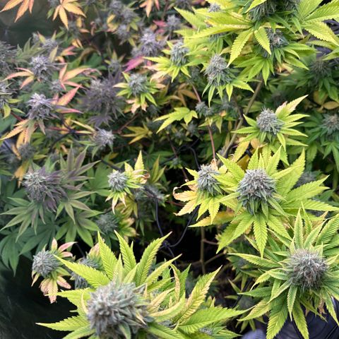24k GOLD growlog timeline photo