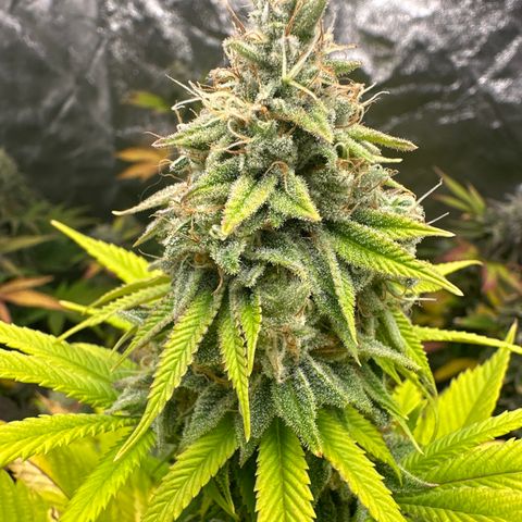 24k GOLD growlog timeline photo