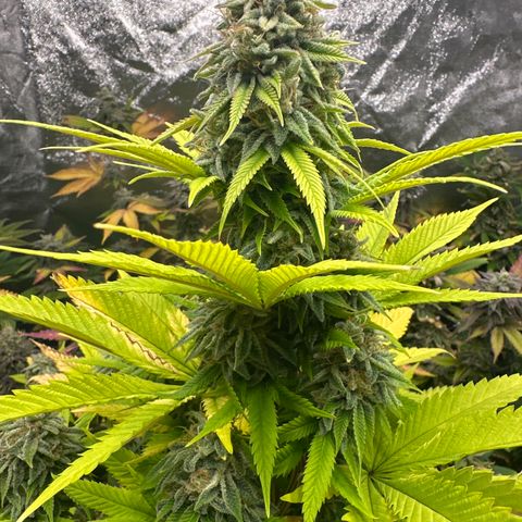 24k GOLD growlog timeline photo
