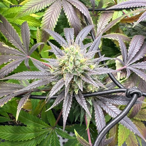 Strick Gorilla 4# growlog timeline photo