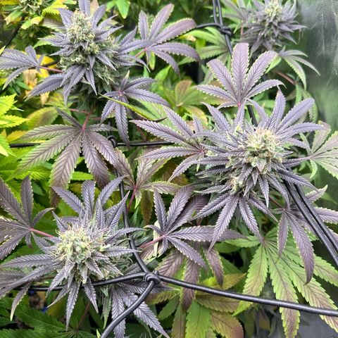 Strick Gorilla 4# growlog timeline photo