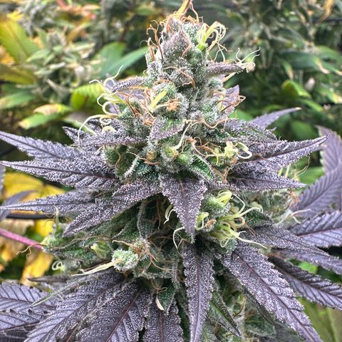 Strick Gorilla 4# growlog timeline photo
