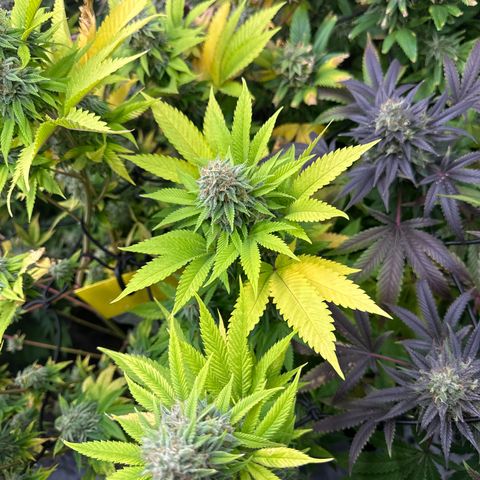 Violet Wedding Cake growlog timeline photo