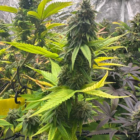 Violet Wedding Cake growlog timeline photo