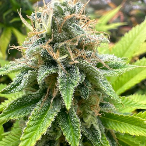 Violet Wedding Cake growlog timeline photo