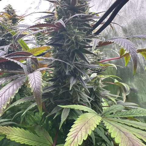 Strick Gorilla 4# growlog timeline photo