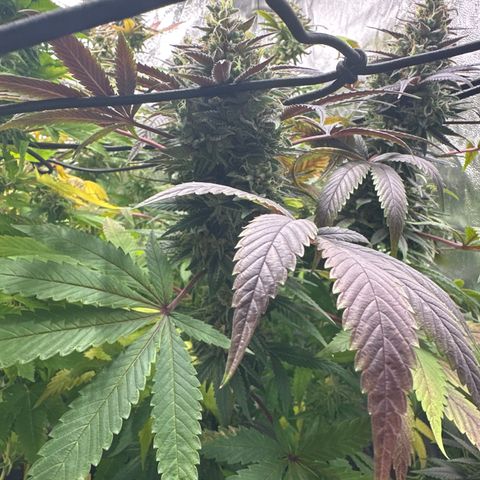 Strick Gorilla 4# growlog timeline photo