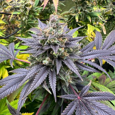 Strick Gorilla 4# growlog timeline photo