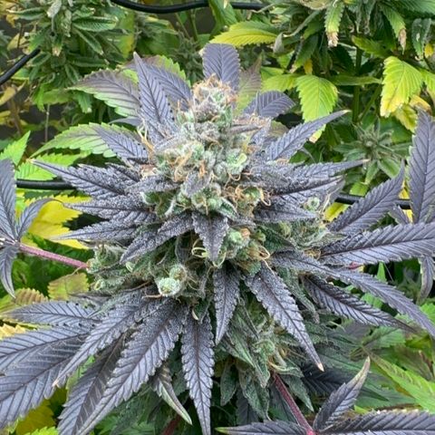 Strick Gorilla 4# growlog timeline photo