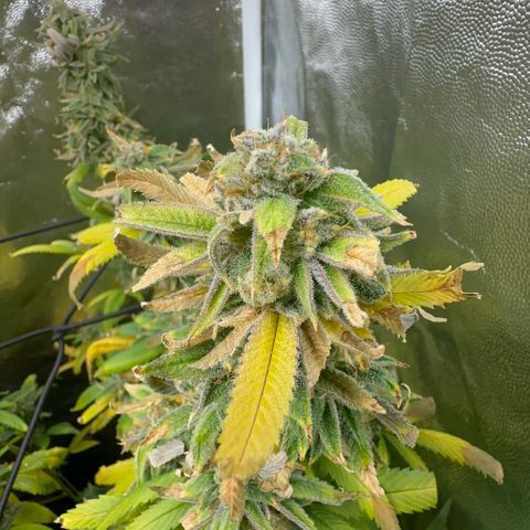 Genética X-2 growlog timeline photo