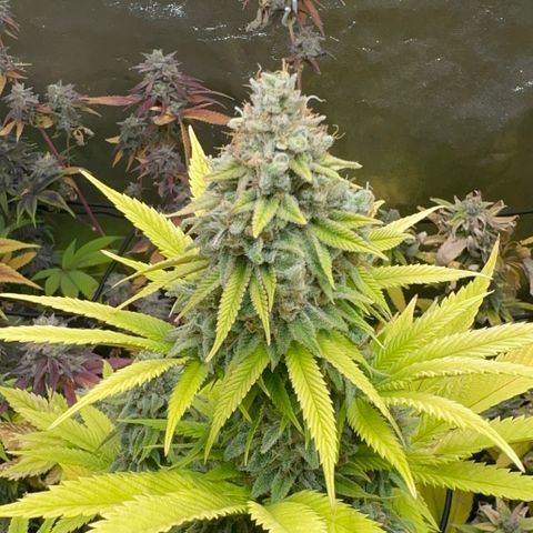 Violet Wedding Cake growlog timeline photo