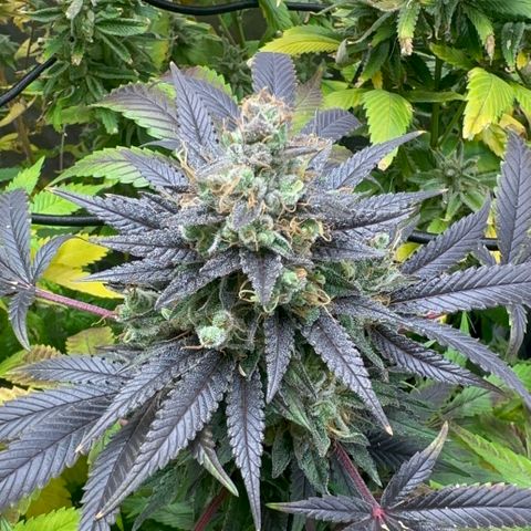 Strick Gorilla 4# growlog timeline photo