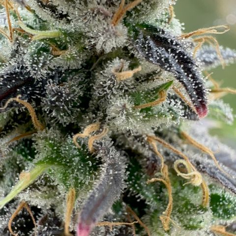 Genética X-1 growlog timeline photo