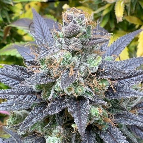 Strick Gorilla 4# growlog timeline photo