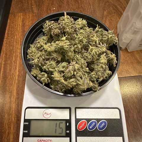 Apple Fritters growlog timeline photo