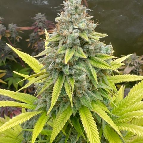 24k GOLD growlog timeline photo