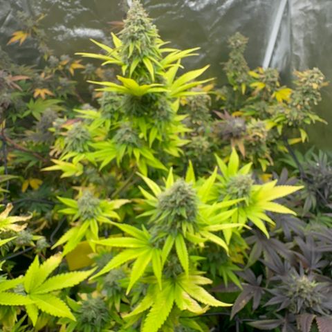 24k GOLD growlog timeline photo