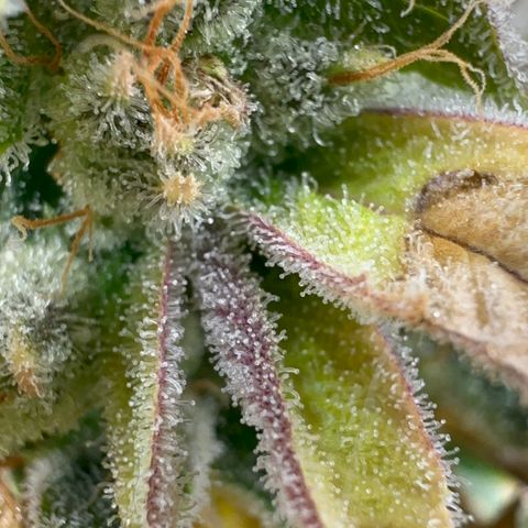 Genética X-2 growlog timeline photo