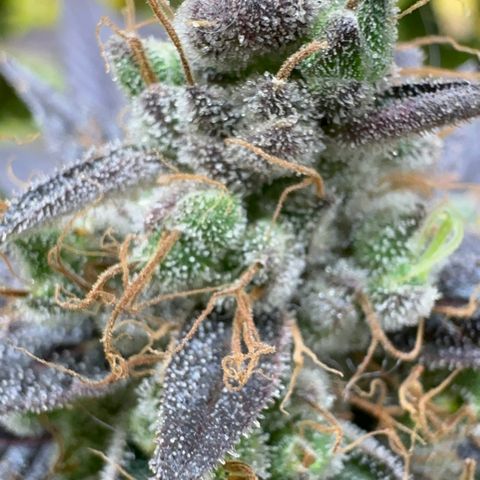 Strick Gorilla 4# growlog timeline photo