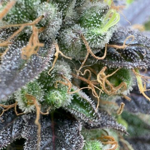 Strick Gorilla 4# growlog timeline photo