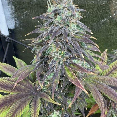Genética X-1 growlog timeline photo