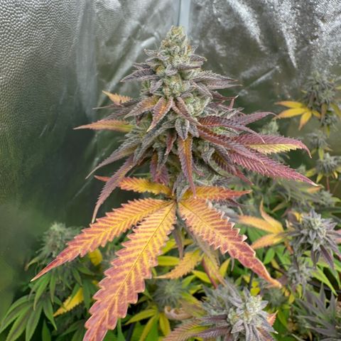 Apple Fritters growlog timeline photo