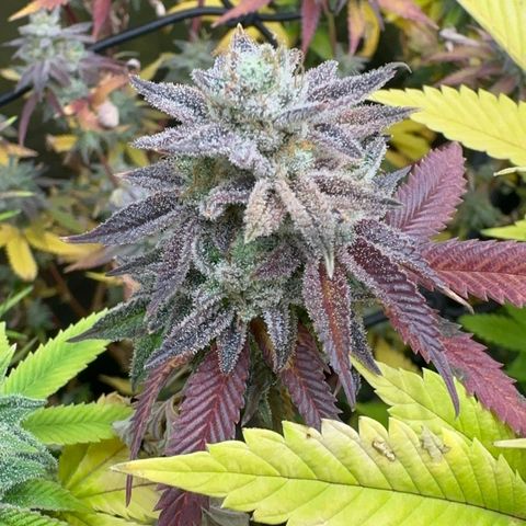 Apple Fritters growlog timeline photo